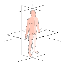 sc-5 sb-2-Anatomical Positions-Body Planesimg_no 120.jpg